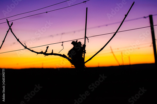 Dawn in the vineyards. Colorful evening sky after the sunset with the silhouette of vine grapevines