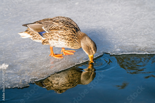 Mallard duck drinking cold water from pond in winter