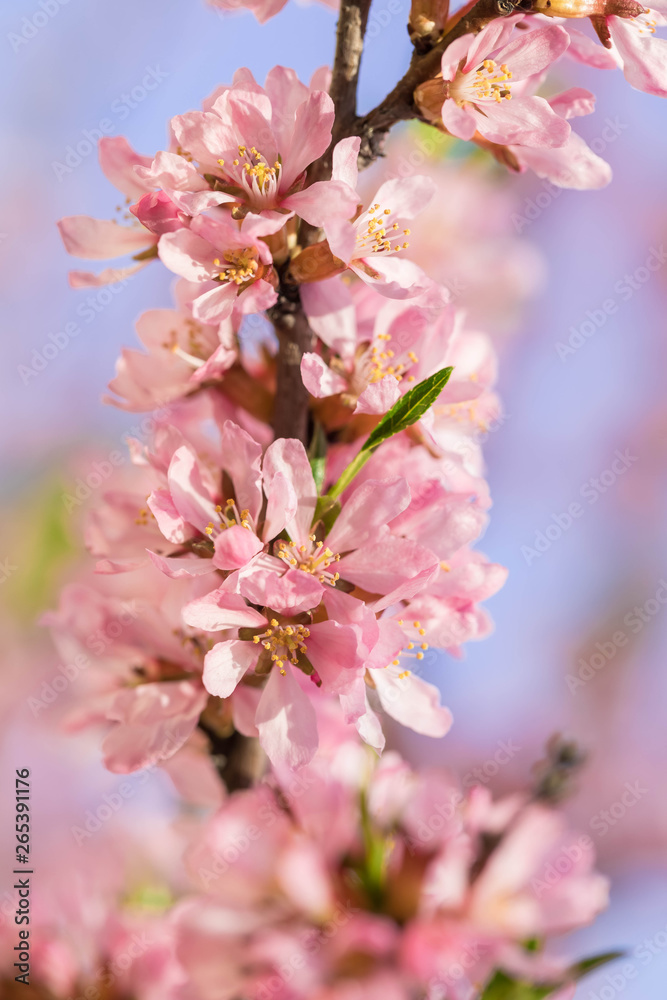 The blossoming spring bush with flowers of pink color. Plentiful seasonal blossoming. Flower background The blossoming spring bush with flowers of pink color. Plentiful seasonal blossoming. Flower background