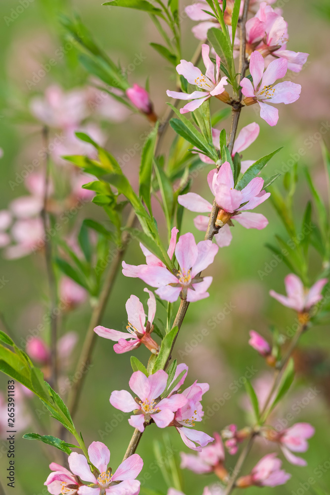 Obraz premium The blossoming spring bush with flowers of pink color. Plentiful seasonal blossoming. Flower background