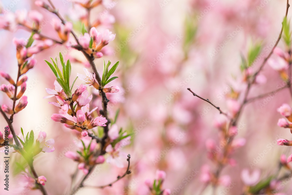 The blossoming spring bush with flowers of pink color. Plentiful seasonal blossoming. Flower background The blossoming spring bush with flowers of pink color. Plentiful seasonal blossoming. Flower background