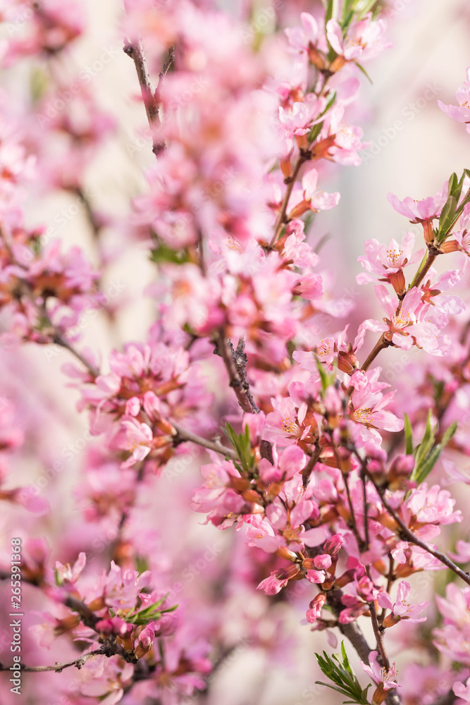 The blossoming spring bush with flowers of pink color. Plentiful seasonal blossoming. Flower background The blossoming spring bush with flowers of pink color. Plentiful seasonal blossoming. Flower background
