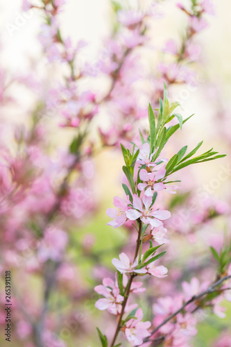 Fototapeta Naklejka Na Ścianę i Meble -  The blossoming spring bush with flowers of pink color. Plentiful seasonal blossoming. Flower background