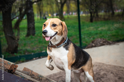 Cute female beagle dog on a training ground at spring time.