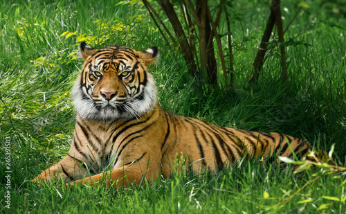 Tiger laying down on green grass