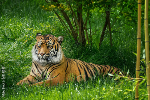 Fototapeta Naklejka Na Ścianę i Meble -  Tiger laying down on green grass