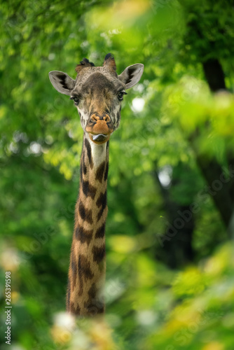 giraffe looking through green glass
