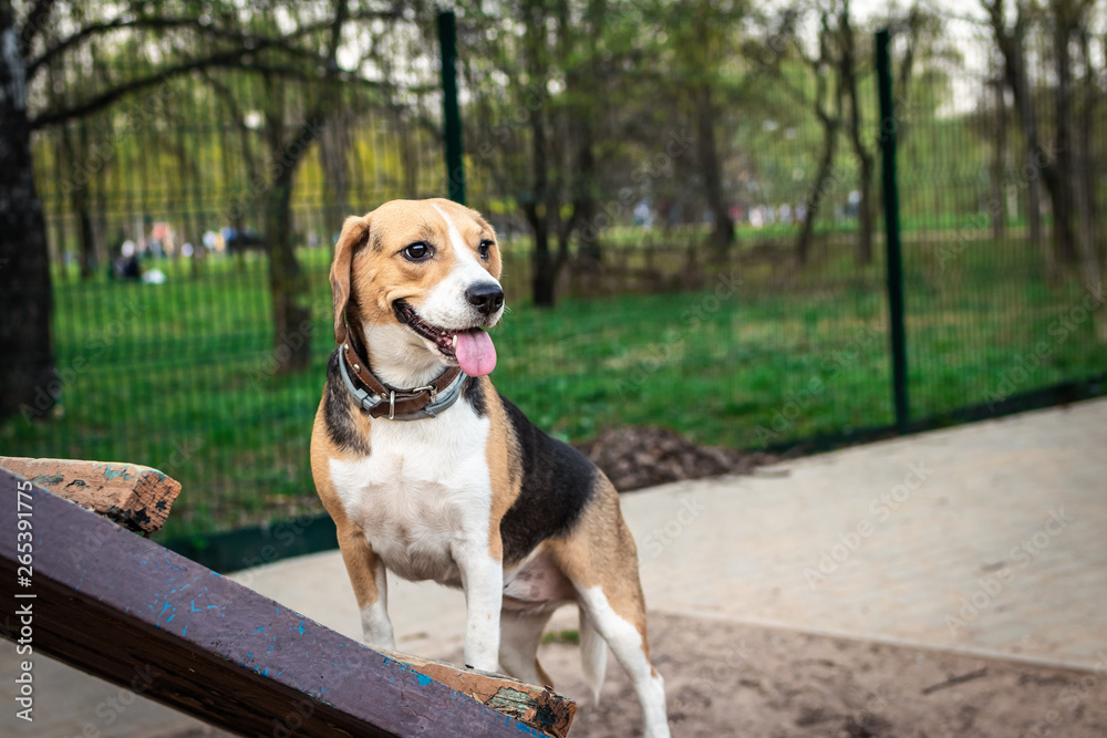 Cute female beagle dog on a training ground at spring time. Cute female beagle dog on a training ground at spring time.