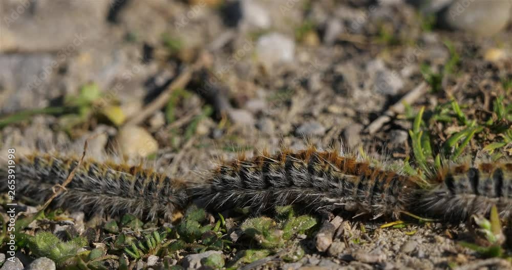 Pine processionary larvae marching in characteristic fashion Pine processionary larvae marching in characteristic fashion