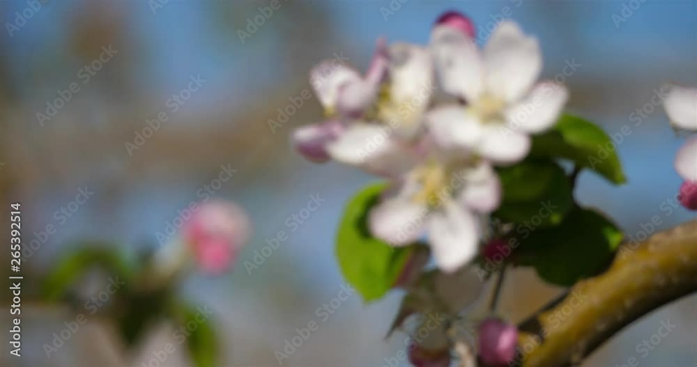 apple trees blooming during the spring season apple trees blooming during the spring season