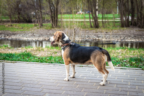 Woman is training her cute female beagle dog on nature background.