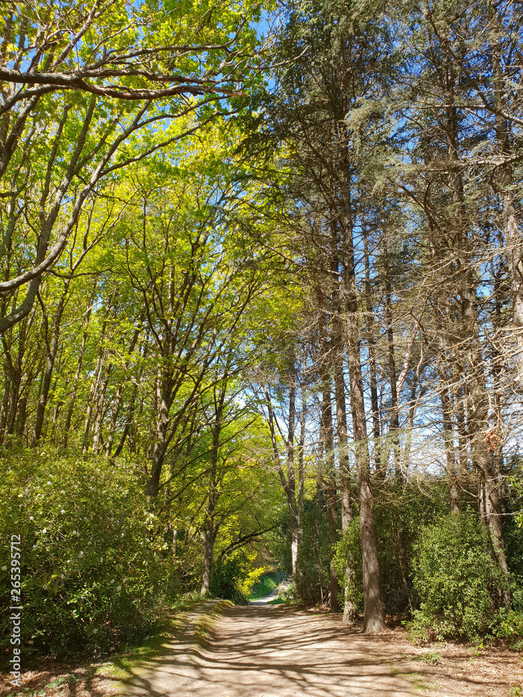 Obraz premium path in the forest