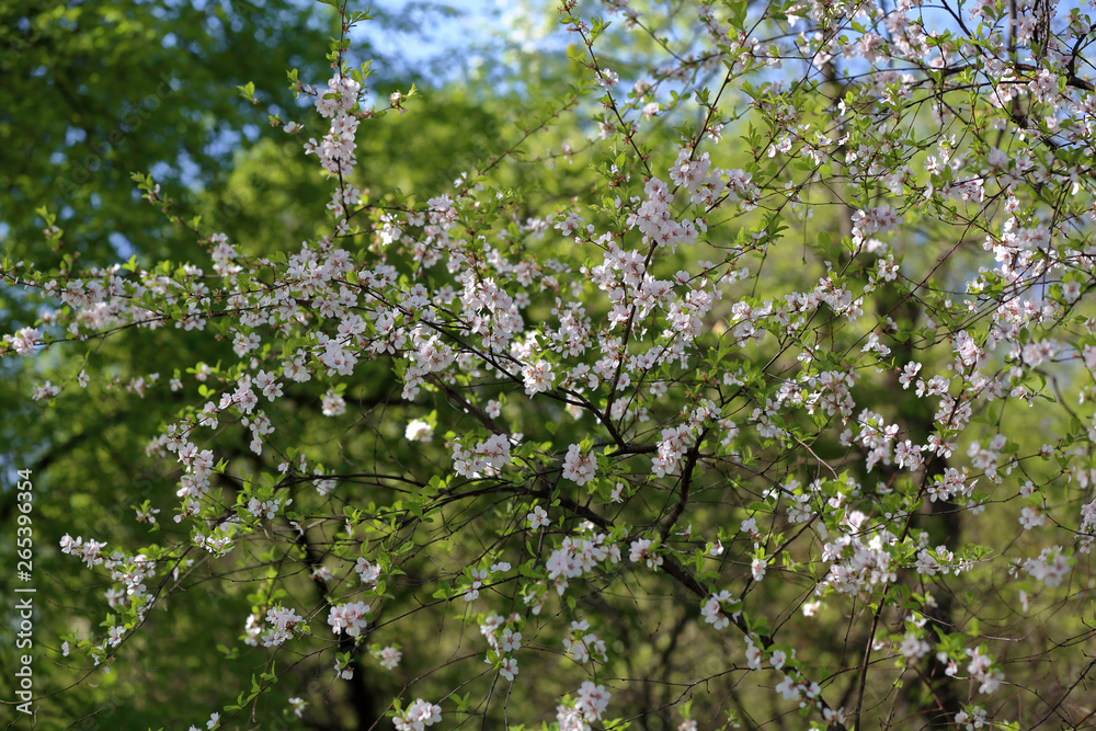 Picturesque sakura bloom. Blossoming Japanese cherry tree Picturesque sakura bloom. Blossoming Japanese cherry tree