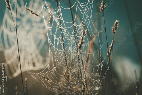Extreme closeup of spider web with dew drops hanging in grass on blurred background