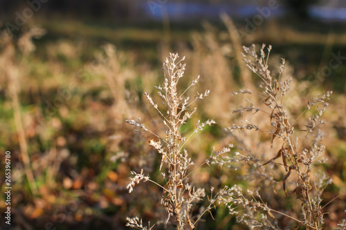 Close up some autumn dry brown grass in the field. selective focus, concept of changing seasons. © Aleksandra