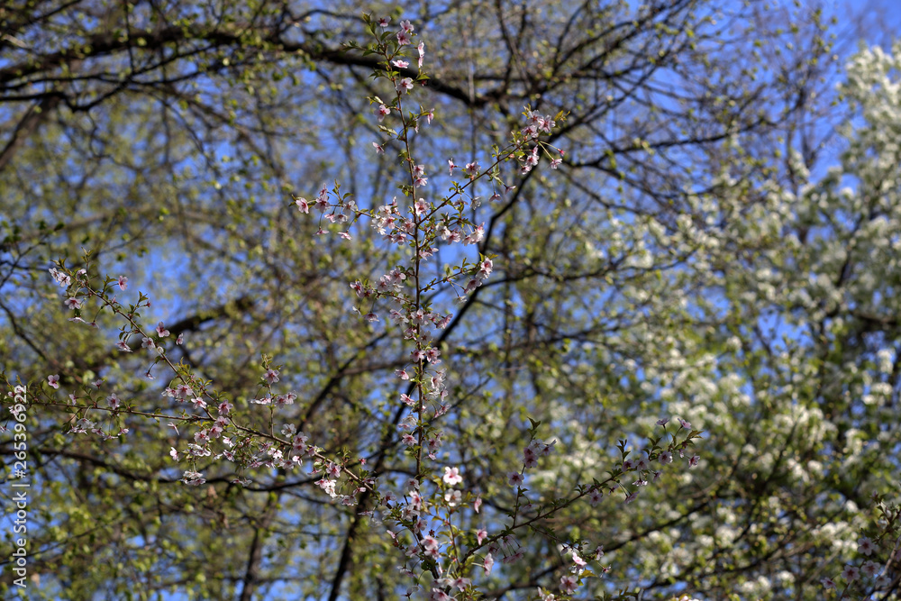 Picturesque sakura bloom. Blossoming Japanese cherry tree Picturesque sakura bloom. Blossoming Japanese cherry tree