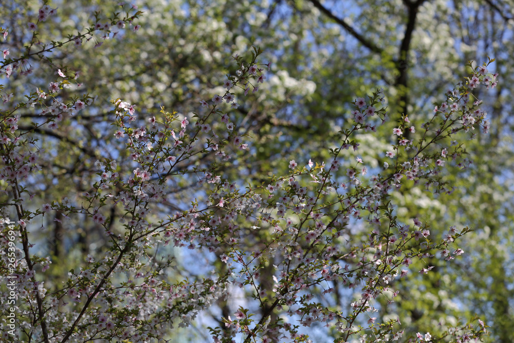 Picturesque sakura bloom. Blossoming Japanese cherry tree Picturesque sakura bloom. Blossoming Japanese cherry tree