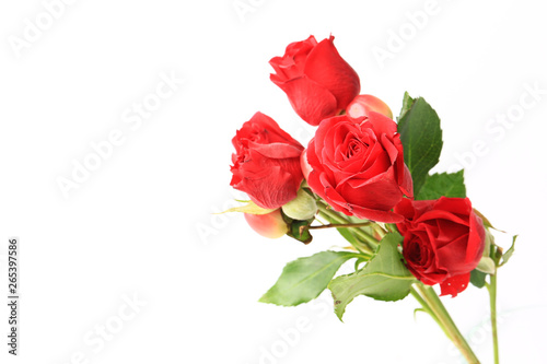 Red roses isolated on white background.