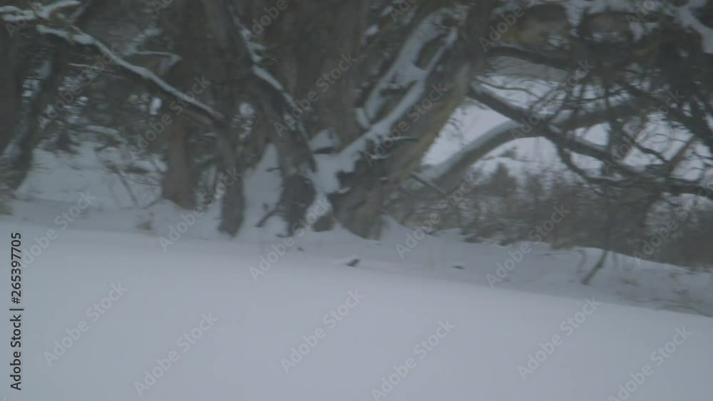A panning wide shot of a kangaroo hopping about behind the trees in the snow, it looks elegant and stunning A panning wide shot of a kangaroo hopping about behind the trees in the snow, it looks elegant and stunning