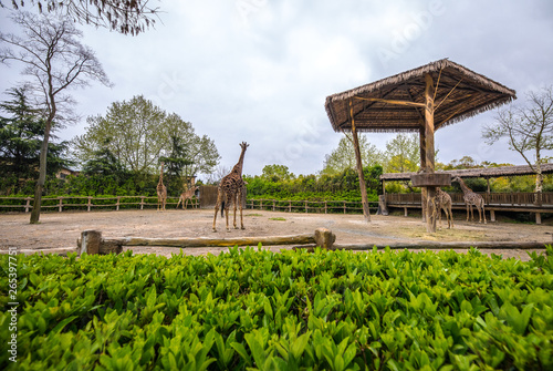 Canvas Print Giraffes at Shanghai Zoo.