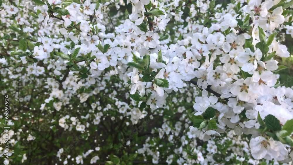 Spring Nunking cherry prunus tomentosa blossoms on branches waving by the wind, a lot of white flowers on a bush Spring Nunking cherry prunus tomentosa blossoms on branches waving by the wind, a lot of white flowers on a bush