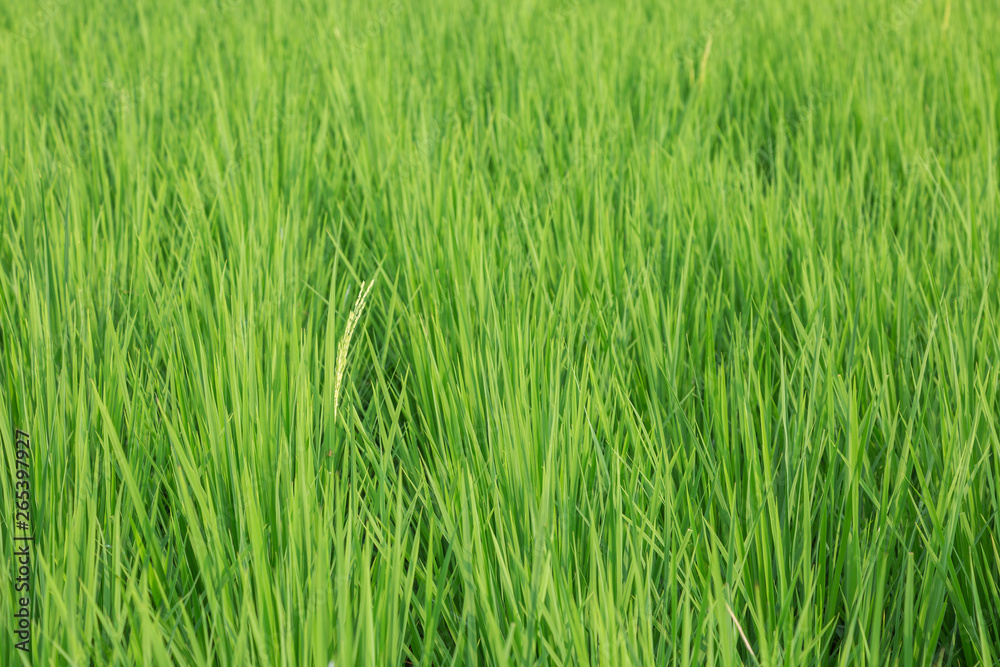 Raw rice in rice field texture, abstract nature green background