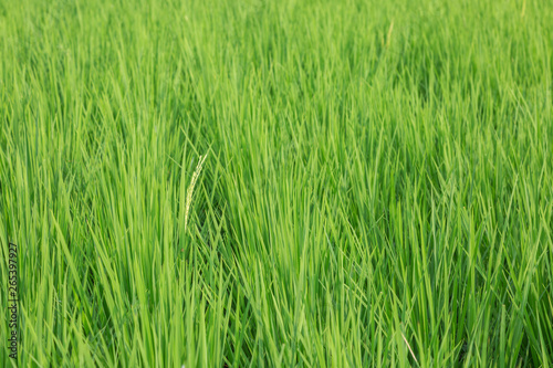 Raw rice in rice field texture, abstract nature green background © ImagineDesign
