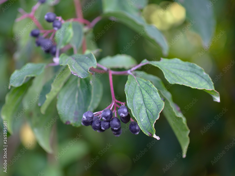 green leaf black berries in front of blurred background green leaf black berries in front of blurred background