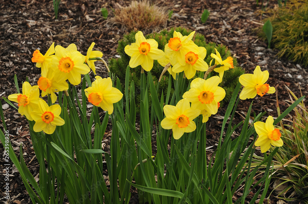 daffodils with yellow petals in spring garden