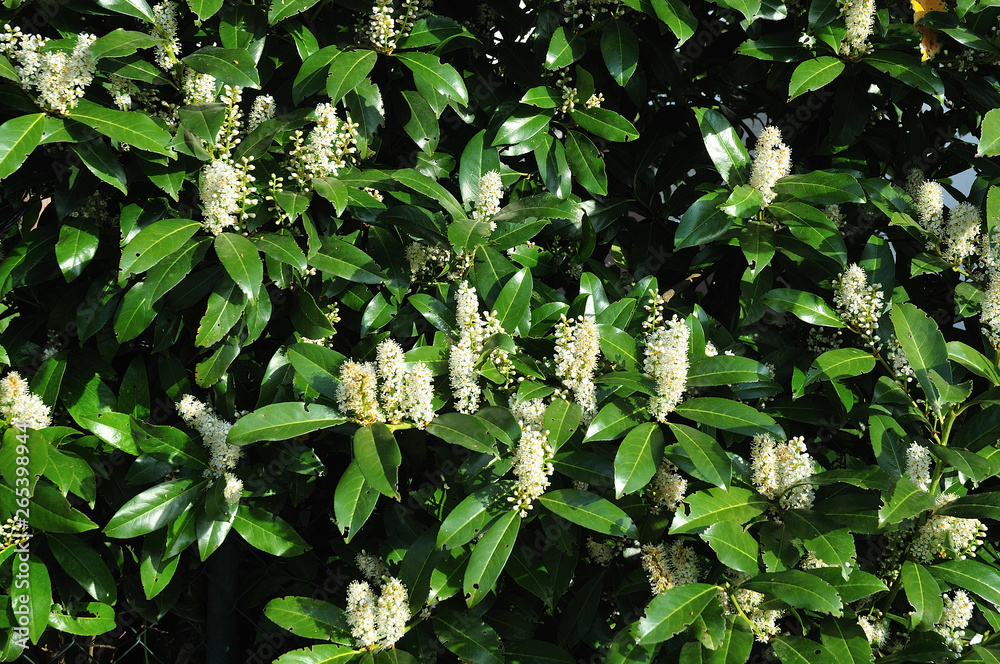 hedge of cherry laurel with white raceme inflorescences