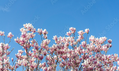 Beautiful magnolia tree blossoms in springtime. Gentle magnolia flower against blue sky
