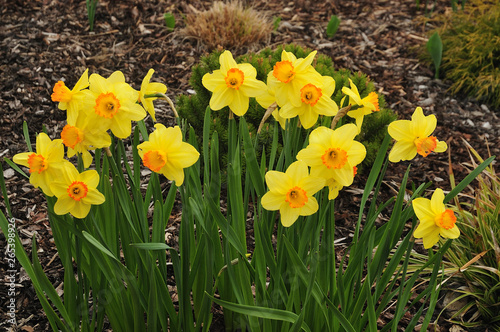 daffodils with yellow petals in spring garden