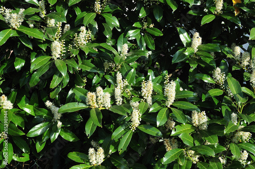 Obraz na płótnie hedge of cherry laurel with white raceme inflorescences w salonie