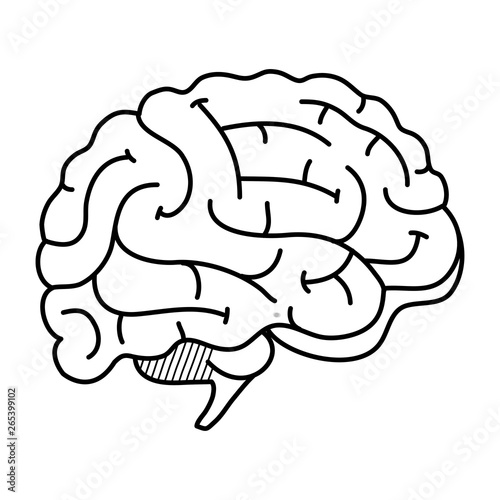 brain human organ icon