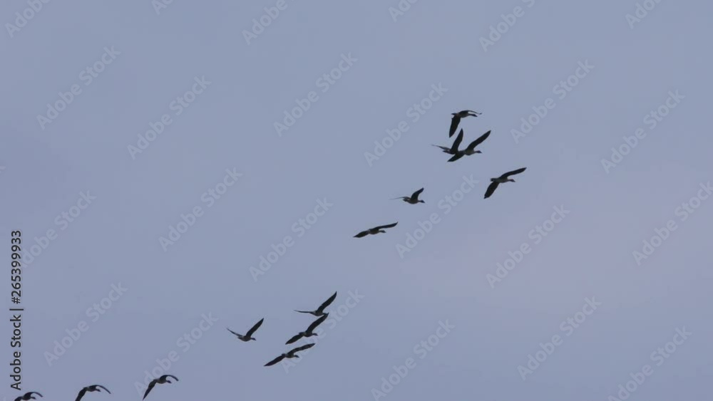A flock of wild gray geese in the sky. Wildlife birds goose in their natural habitat. A flock of wild gray geese in the sky. Wildlife birds goose in their natural habitat.