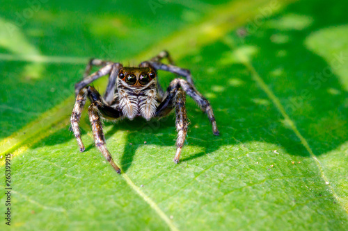 Image of Jumping spiders(Salticidae) on green leaves. Insect. Animal © yod67