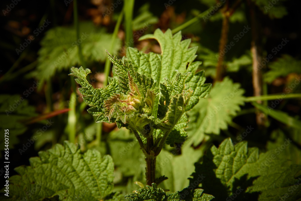Green nettle plant highlighted from the rest of the plants Green nettle plant highlighted from the rest of the plants