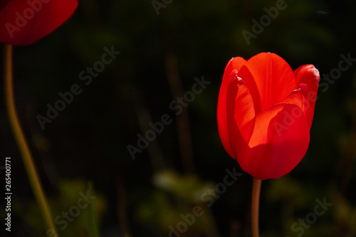 Beautiful view of a red tulip in the garden next to green background of plants.