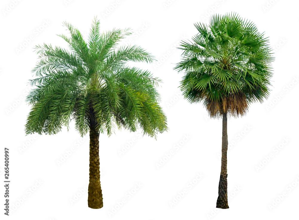 Washington Palm Tree isolated on white background with a high