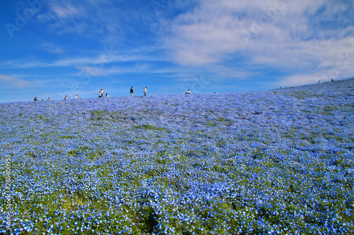 ネモフィラ・ひたち海浜公園（茨城県） photo