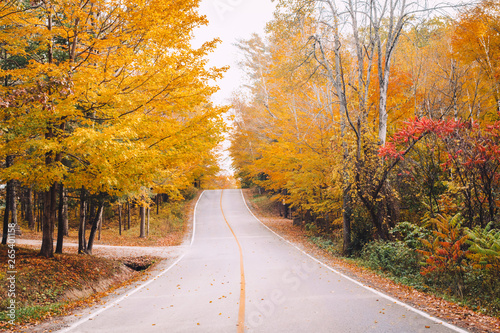 Abandoned empty road street in colorful autumn forest park with yellow orange red leaves on trees. Beautiful fall season outdoors.