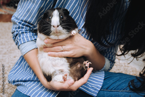 The girl and the owner keeps a guinea pig with a large mustache in her arms and sells it. Favorite pet and fat animal. Poster, lifestyle, photography, piggy, shopping.