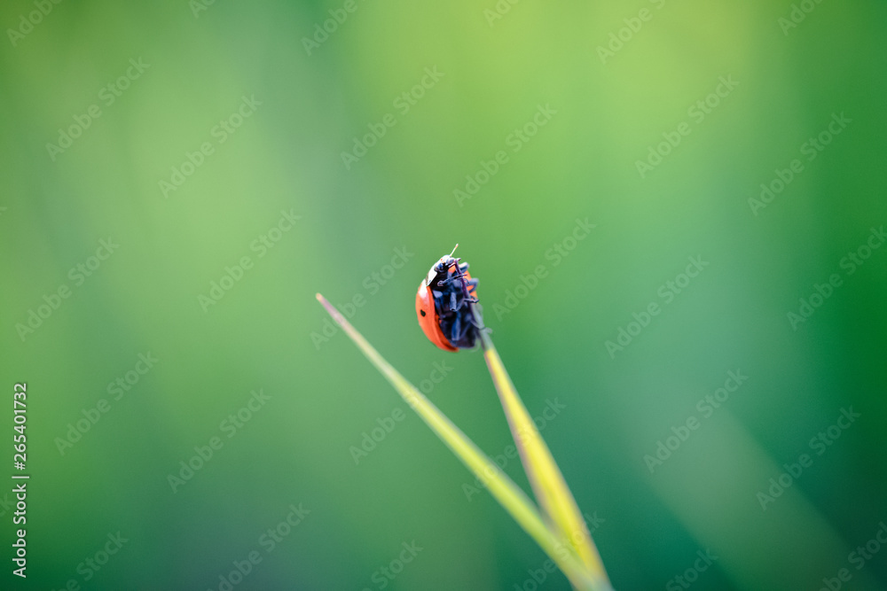 Fototapeta premium Ladybug crawling on the stalks of grass