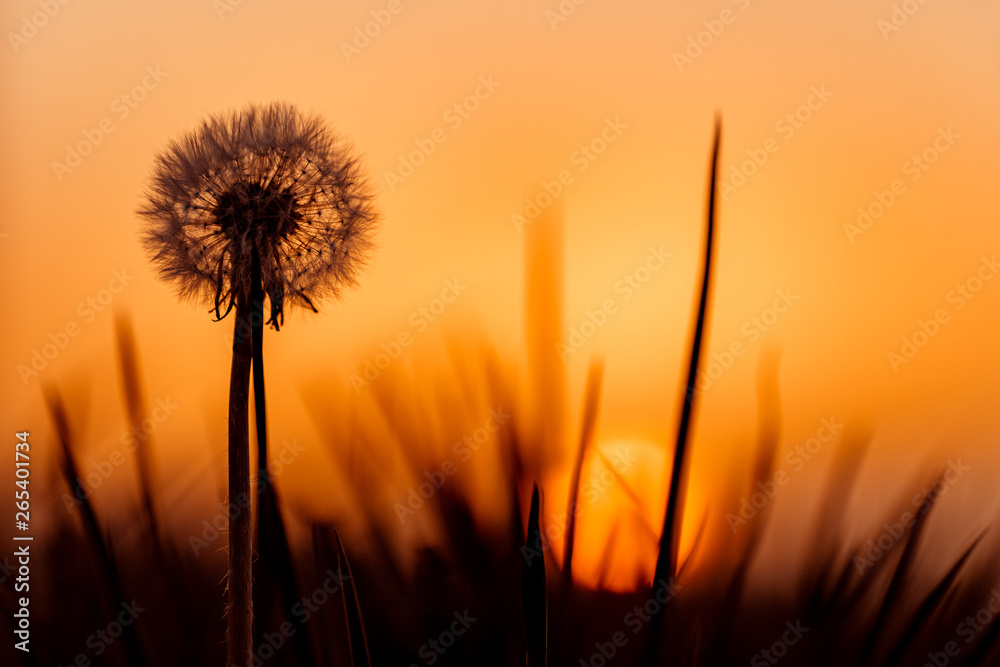 Silhouette of dandelion, sunset is sun on background