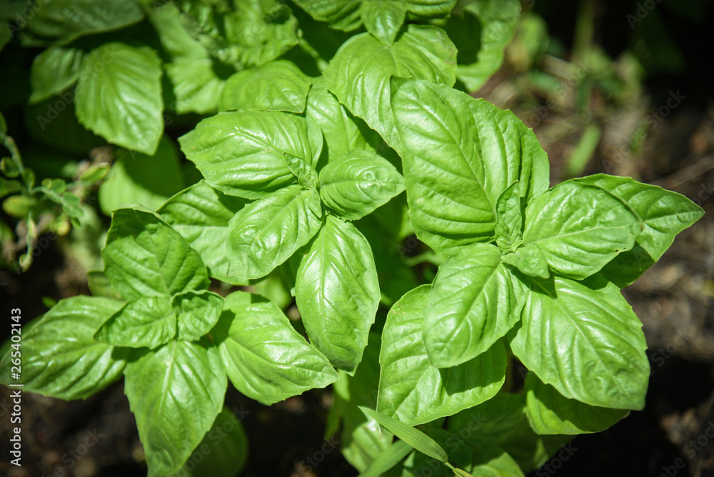 Green basil leaf plant growing in the vegetable garden plantation / Fresh sweet genovese basil herb Green basil leaf plant growing in the vegetable garden plantation / Fresh sweet genovese basil herb