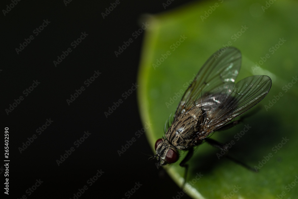 Obraz premium fly on the leaf closeup