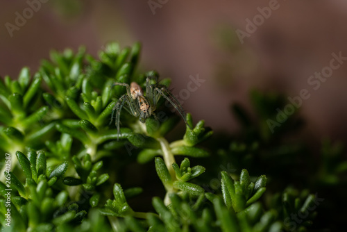 Spider on succulent plant is waiting other bugs 