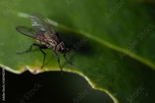 fly on the leaf closeup 