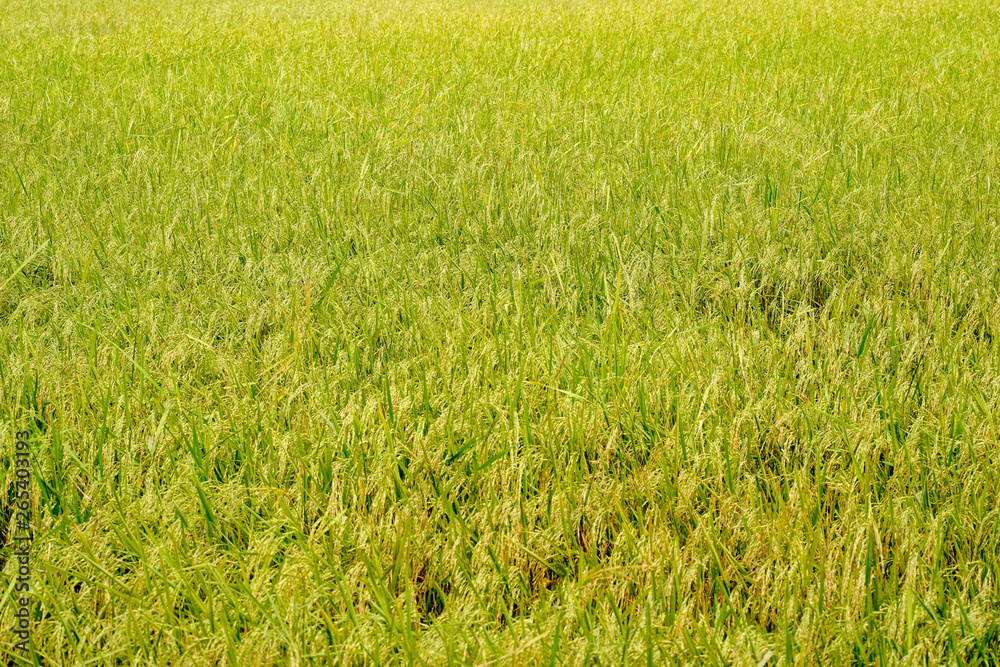Rice Field in the Morning.