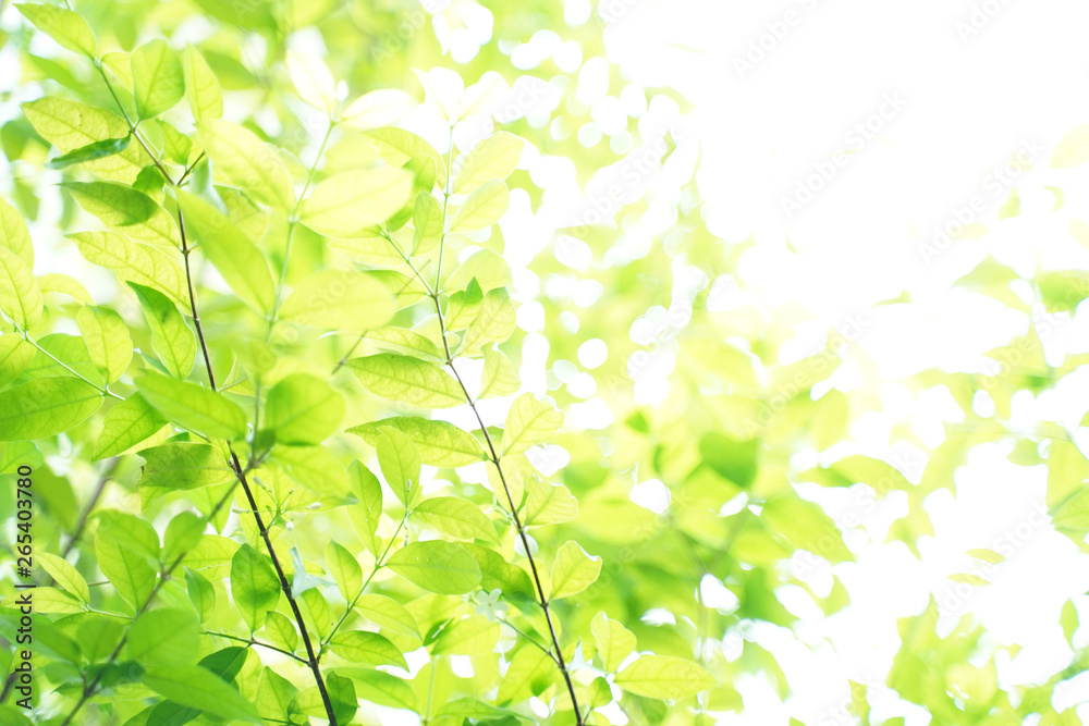 Natural green leaf background with selective focus. Closeup nature view of green leaf on blurred greenery background. Natural green leaf background with selective focus. Closeup nature view of green leaf on blurred greenery background.